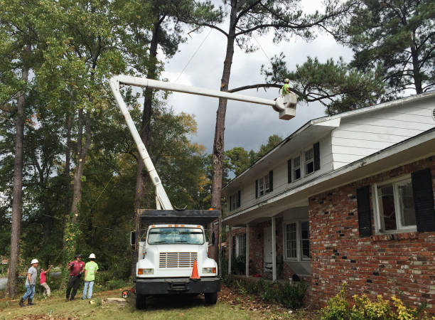 Professional Tree Care in Clover Creek, WA