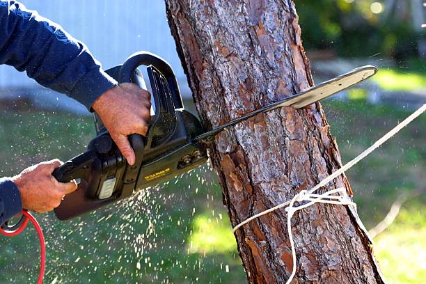 How Our Tree Care Process Works  in  Clover Creek, WA