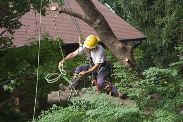 Best Palm Tree Trimming  in Clover Creek, WA